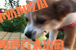 娱乐吃瓜酱送小狗视频下载,萌宠来袭,温馨瞬间尽收眼底